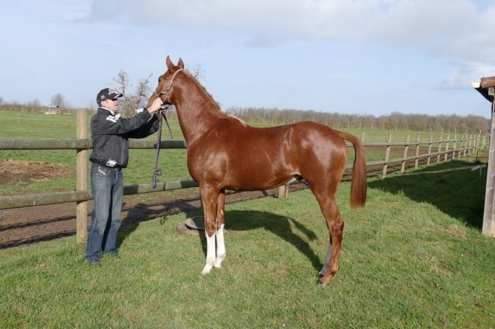 1512 Retour de Blue Sascha au haras des Petits Champs