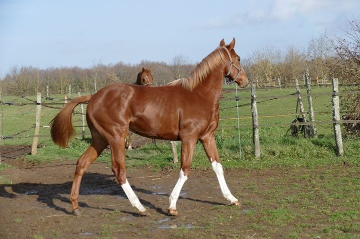 1512 Blue Sascha au Haras des Petits Champs
