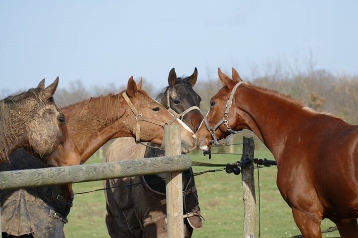 1512 Retour de Blue Sascha au Haras des petits Champs