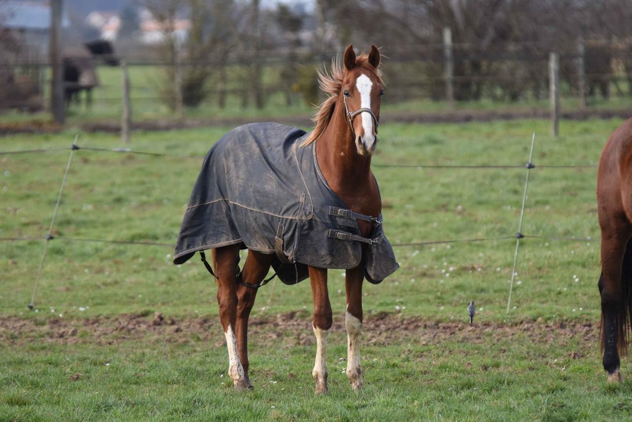 1602 Blue Sascha