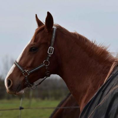 1602 Blue Sascha