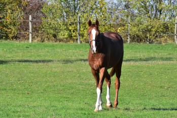 1610 blue sascha haras des petits champs site 10