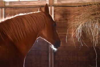 1610 blue sascha haras des petits champs site 8