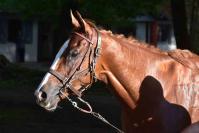 170924 dax gp de biarritz handicap 4