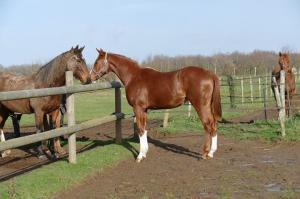 1512 Blue Sascha au Haras des Petits Champs